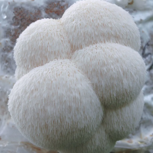 lions mane | Hericium erinaceus | Liquid culture syringe 10ml