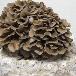 Maitake | Grifola frondosa | Liquid Culture syringe 10ml