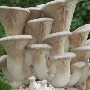 king oyster | Pleurotus eryngii | Liquid culture syringe 10ml